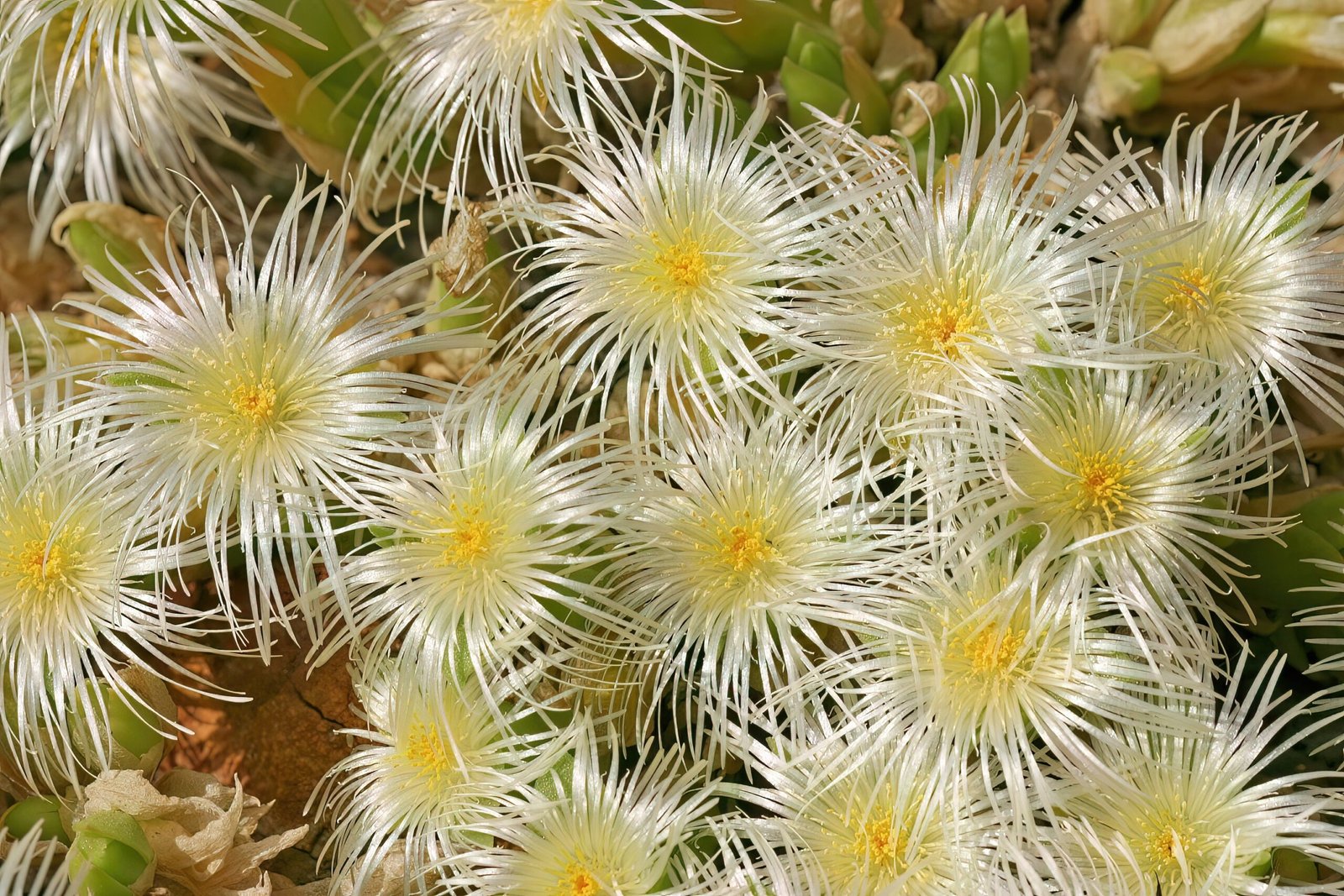 Kanna: Nature's Antidepressant Rediscovered (image credits: wikimedia)