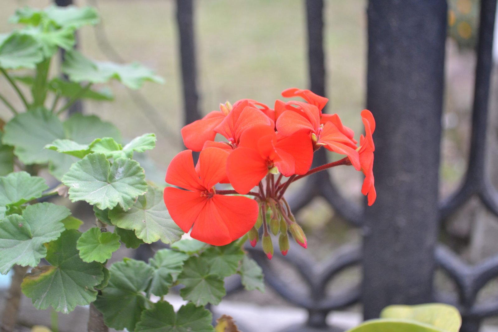 Pelargonium: From Garden Beauty to Respiratory Relief (image credits: wikimedia)