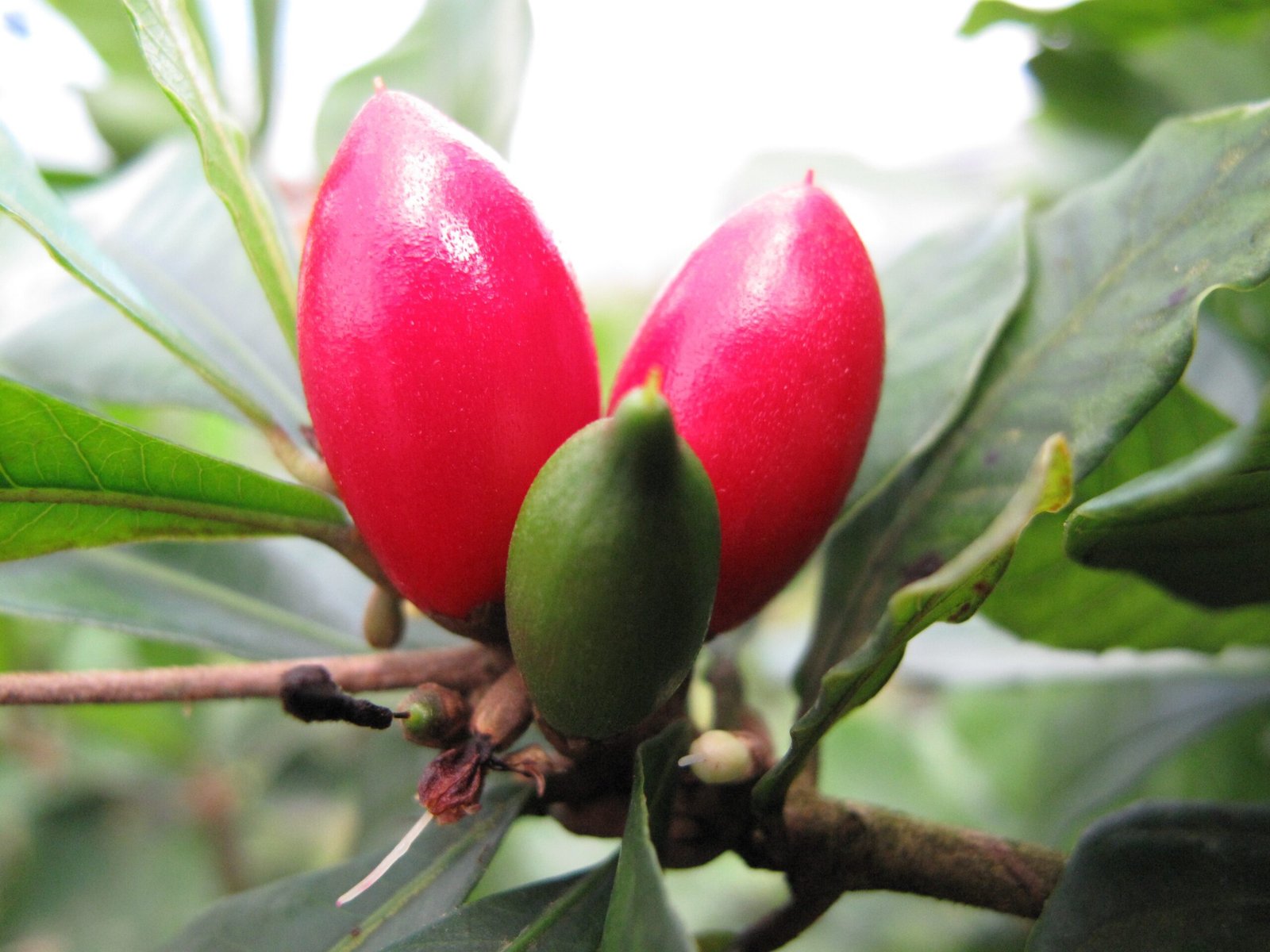 The Miracle Berry That Sweetens Without Sugar (image credits: wikimedia)
