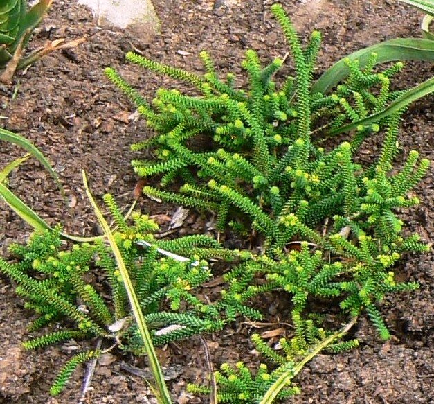 Buchu: The Kidney Cleanser From the Cape (image credits: wikimedia)