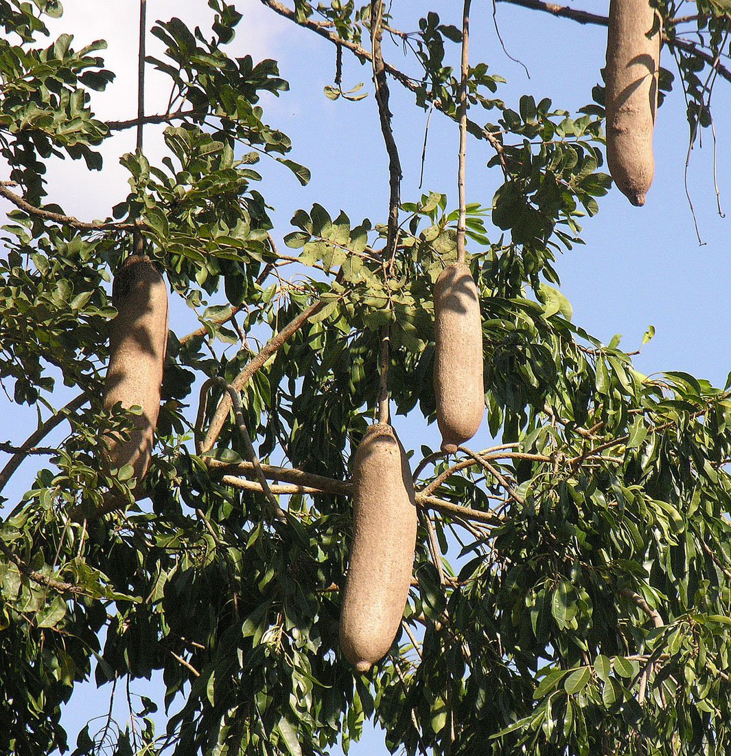The Sausage Tree's Unexpected Healing Powers (image credits: wikimedia)