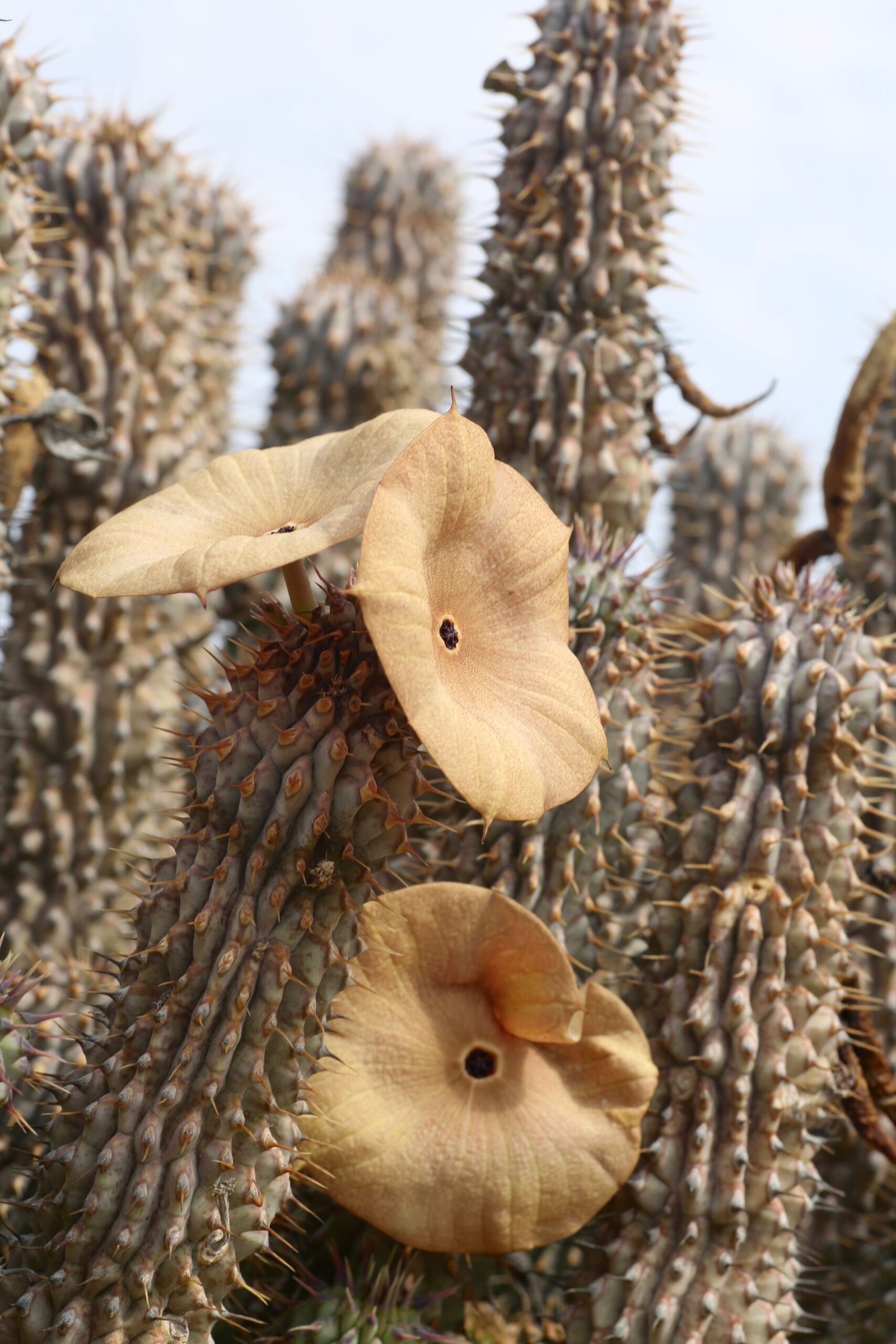 Hoodia: The Appetite Suppressant of the Desert (image credits: wikimedia)