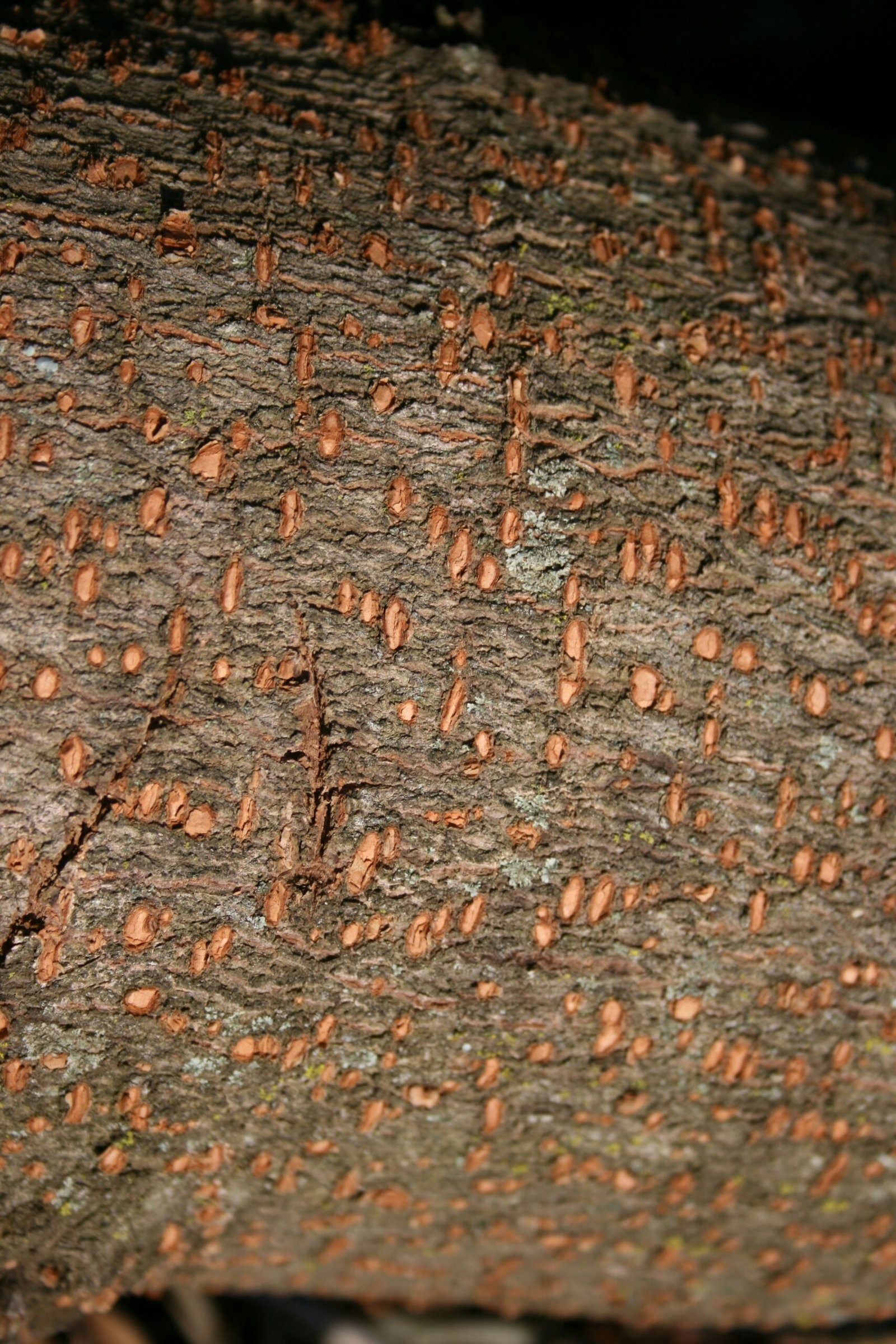 Warburgia: The Pepper Bark's Antimicrobial Arsenal (image credits: wikimedia)