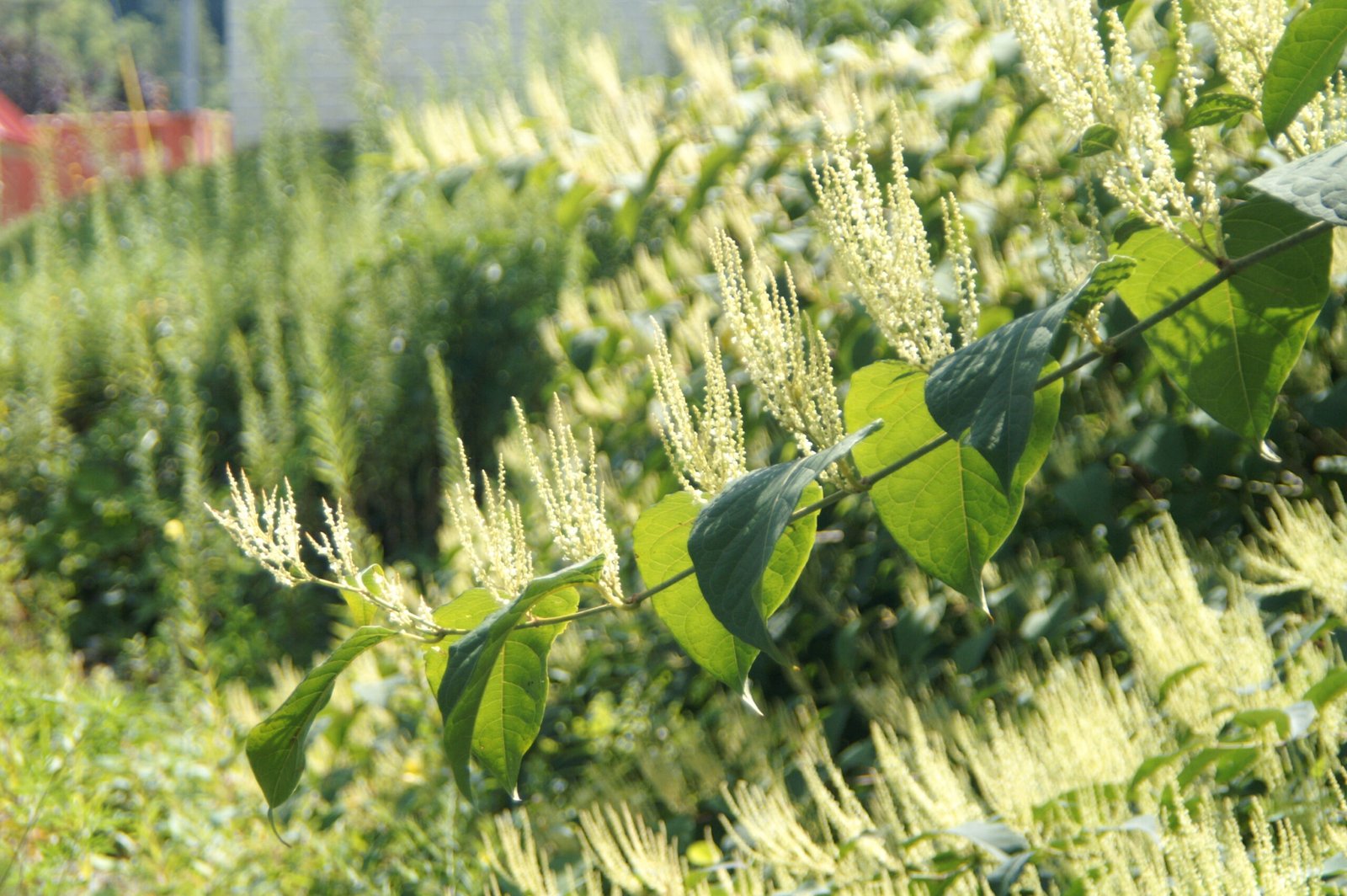 Japanese Knotweed: The Concrete-Cracking Conqueror (image credits: wikimedia)