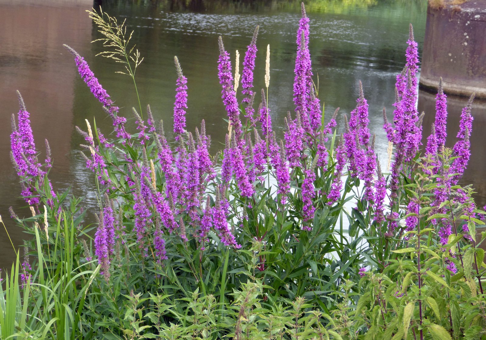 Purple Loosestrife: The Wetland Destroyer (image credits: wikimedia)