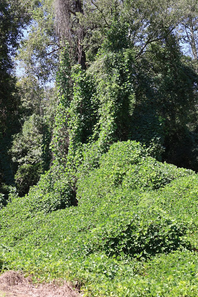 Kudzu: The Vine That Ate the South (image credits: flickr)