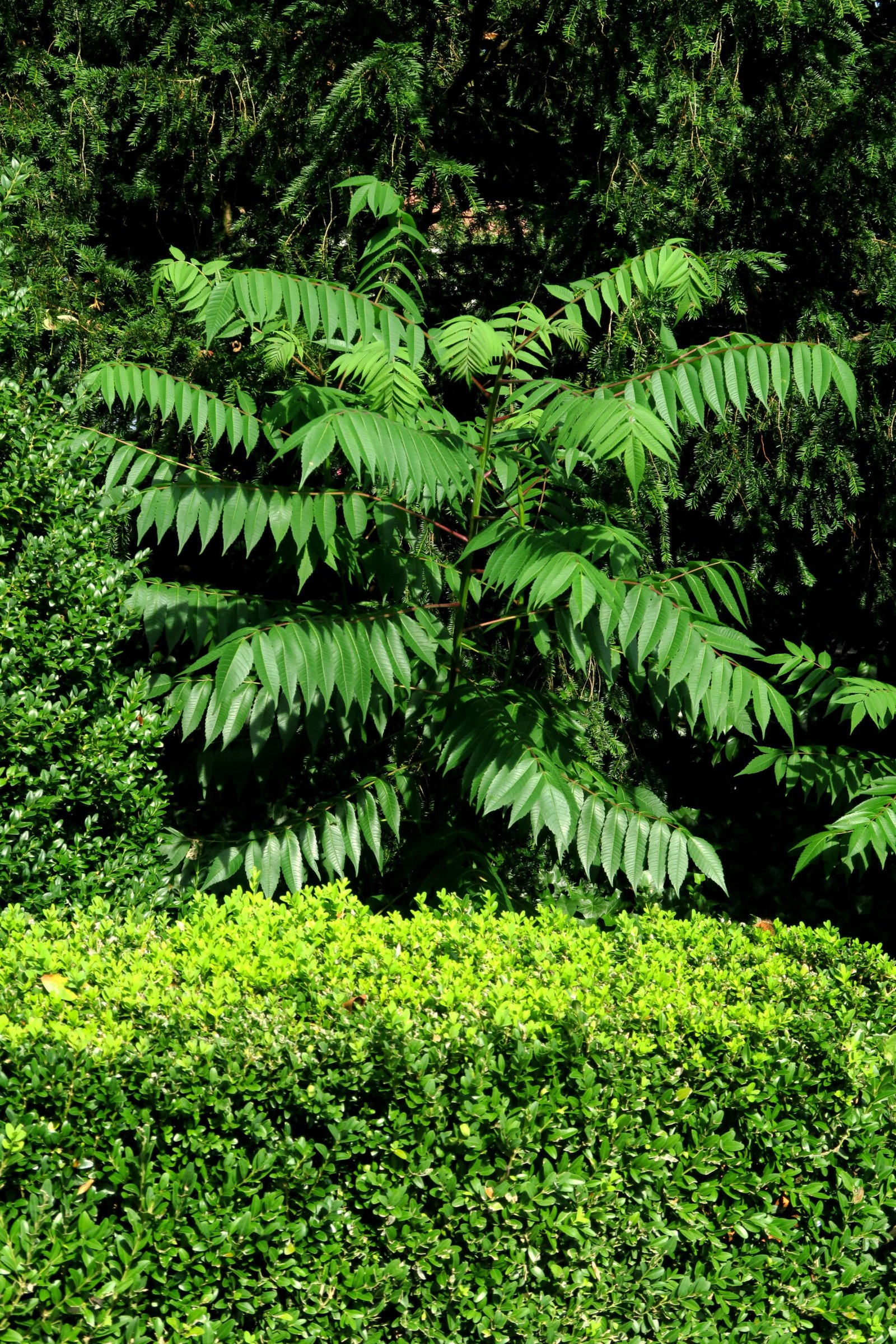 Tree of Heaven: The Deceptively Named Destroyer (image credits: wikimedia)
