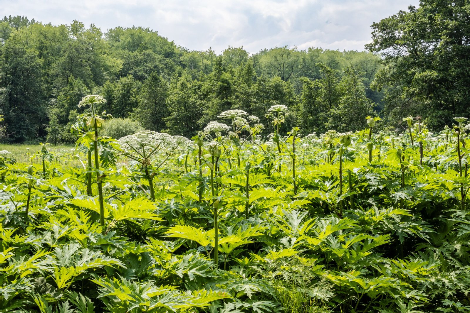 Giant Hogweed: The Plant That Burns (image credits: wikimedia)
