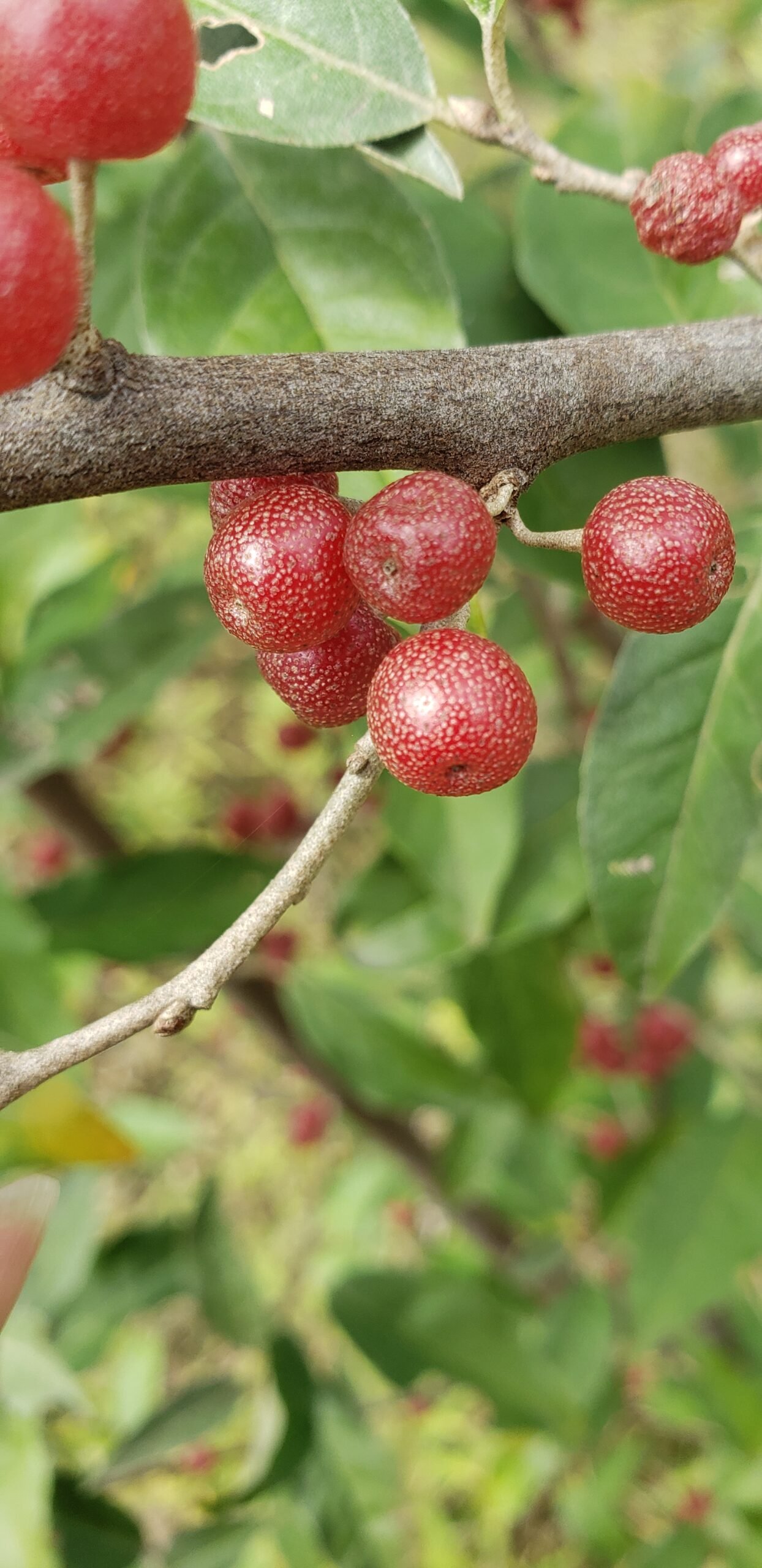 Autumn Olive: The Wildlife Food Fraud (image credits: wikimedia)