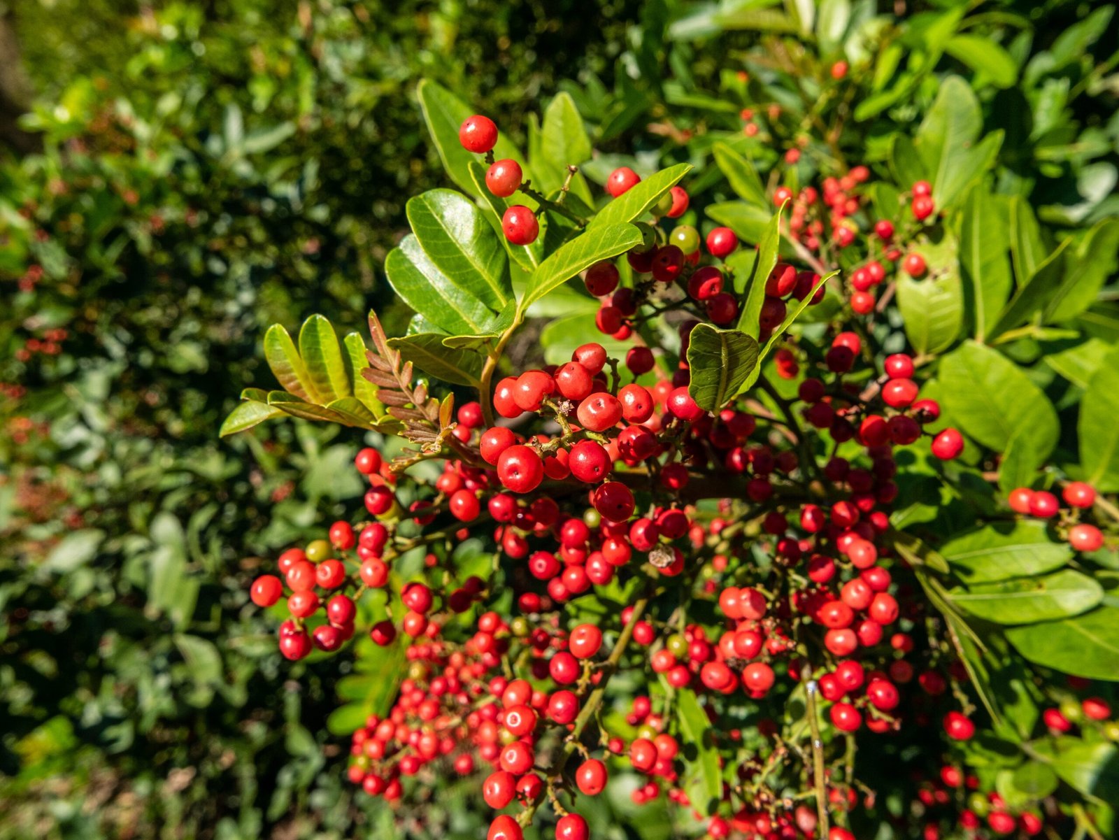 Brazilian Peppertree: Florida's Christmas Nightmare (image credits: wikimedia)