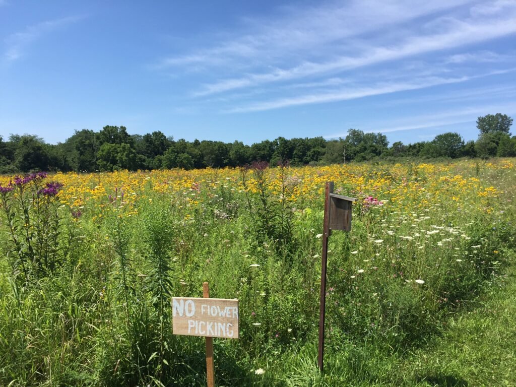 The Pollinator Crisis Connection