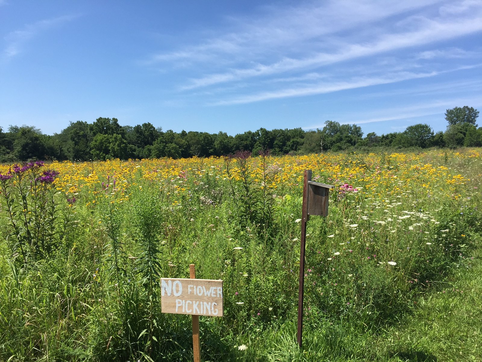 The Pollinator Crisis Connection (image credits: wikimedia)