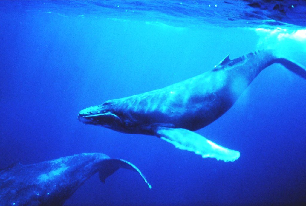 Regional Dialects in the Deep Blue Sea (image credits: flickr)