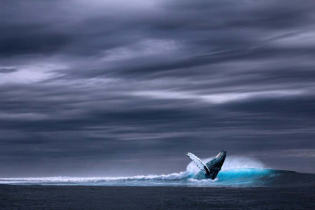 Technology That's Revolutionizing Whale Research (image credits: flickr)