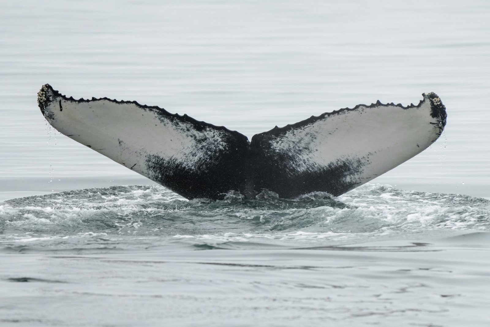 Challenges in Whale Language Research (image credits: wikimedia)
