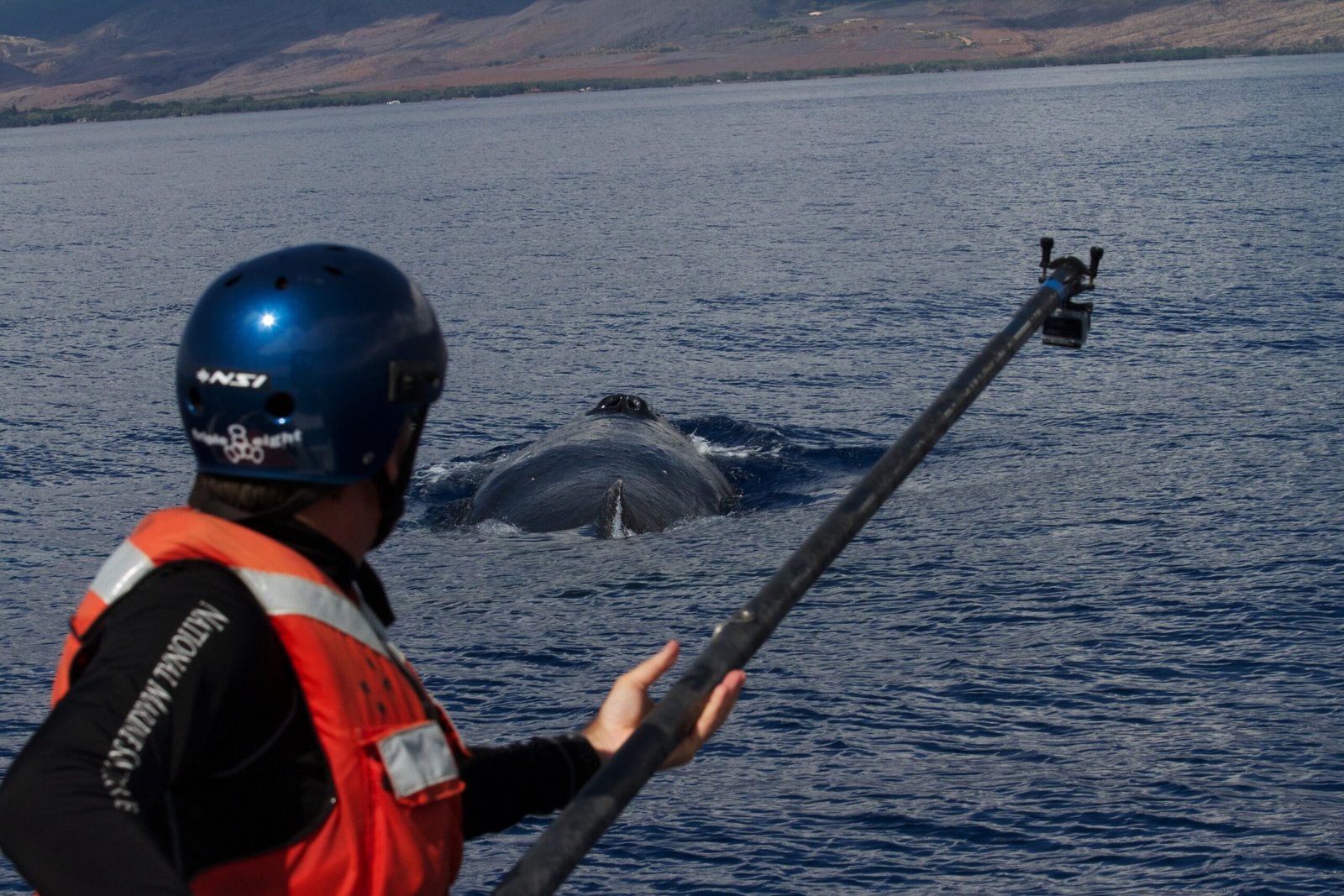 The Global Network of Whale Song Researchers (image credits: wikimedia)