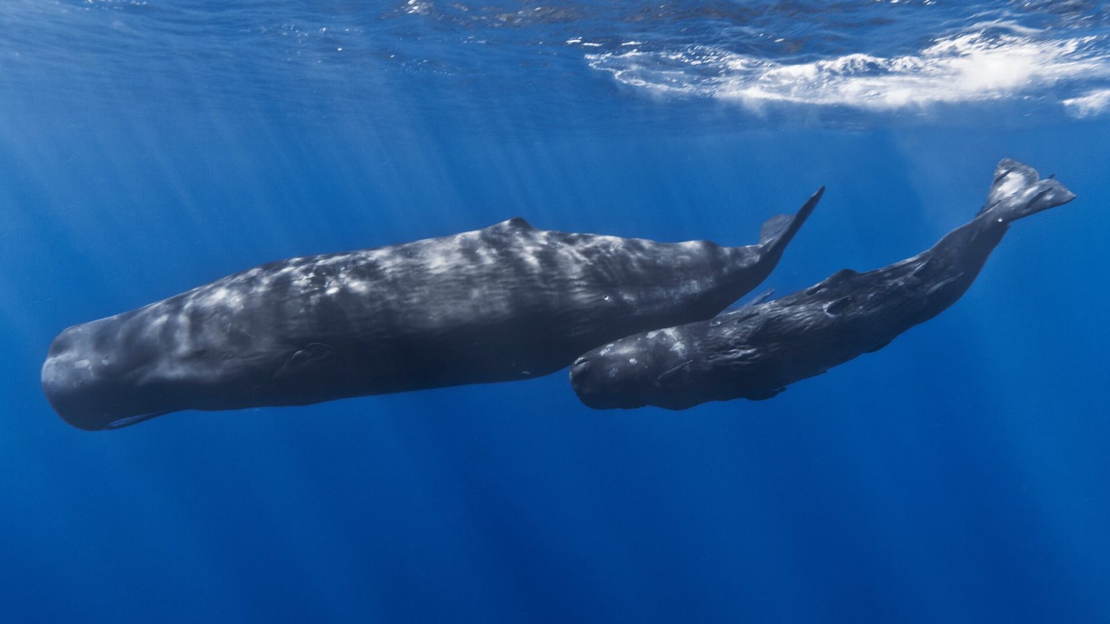 Scientists Are Decoding Whale Songs Like Language — And Finding Patterns