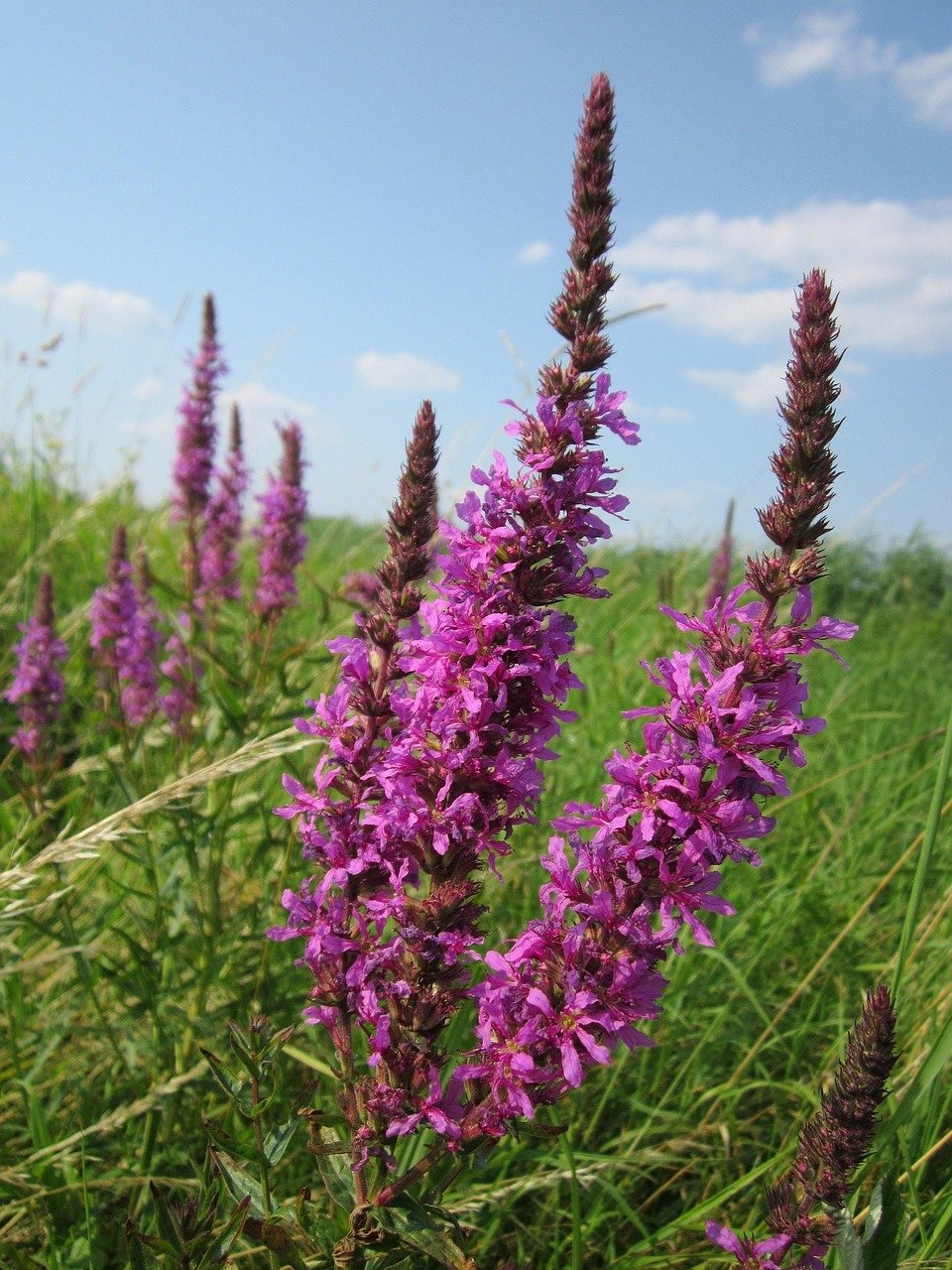 Purple Loosestrife: The Wetland Destroyer (image credits: pixabay)