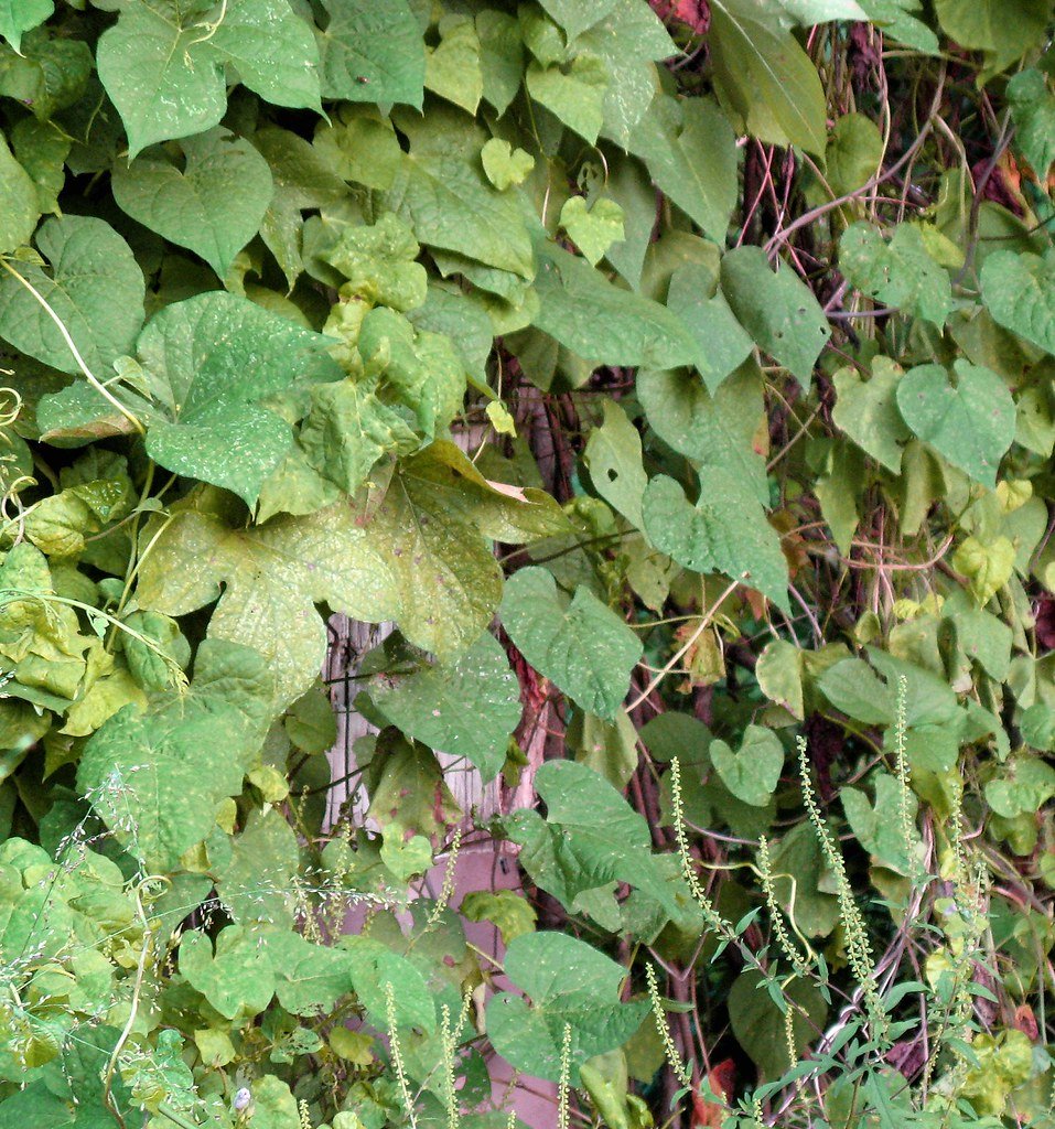 The Kudzu Phenomenon: When Vines Go Viral (image credits: flickr)
