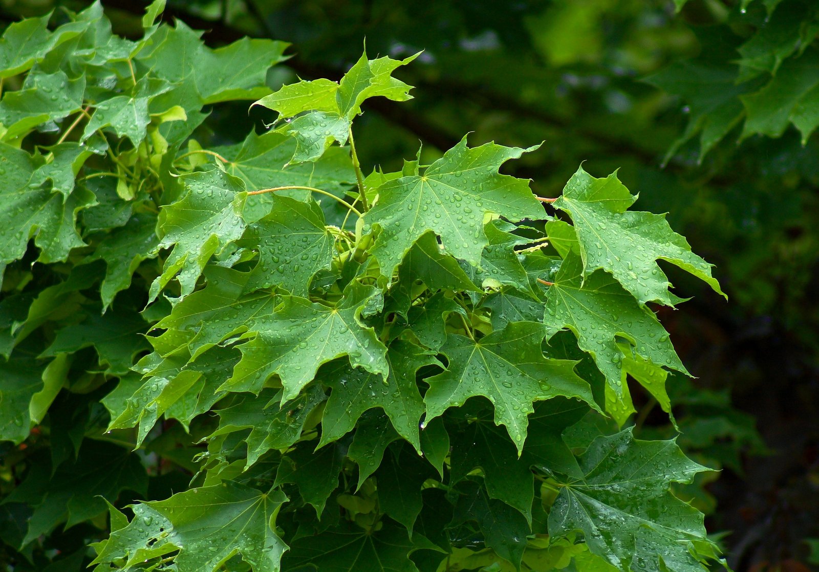 Norway Maple: The Shade Tree Takeover (image credits: wikimedia)