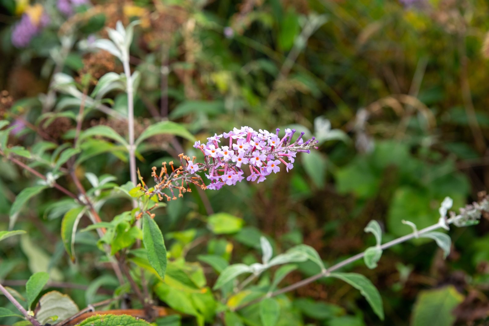 Butterfly Bush: The Pollinator Paradox (image credits: wikimedia)