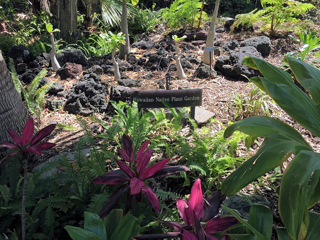 The Native Plant Revolution (image credits: flickr)