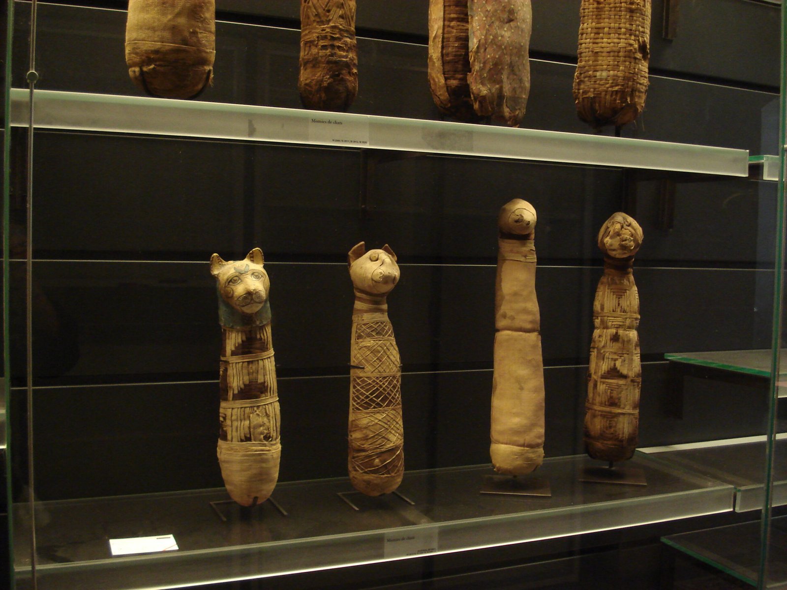 The Great Migration: How Cats Conquered the Mediterranean (image credits: wikimedia)