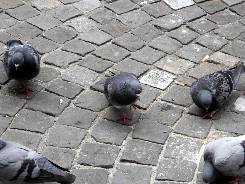Pigeon Photography: Early Aerial Surveillance (image credits: flickr)