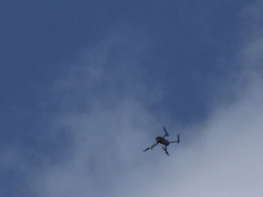 Counter-Drone Operations Using Pigeons (image credits: flickr)