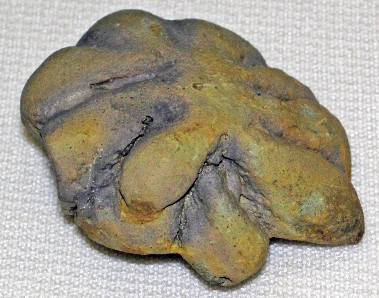 The Cambrian Explosion Frozen in Time (image credits: wikimedia)