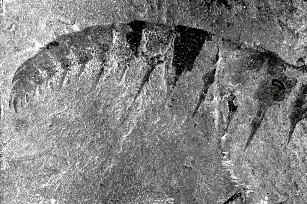 Anomalocaris: The Cambrian Sea Monster (image credits: flickr)