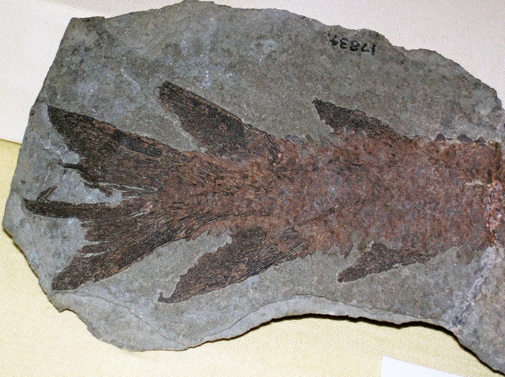 Pikaia: Our Earliest Ancestor (image credits: flickr)