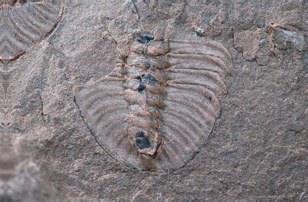 The Burgess Shale's Impact on Evolutionary Theory (image credits: flickr)