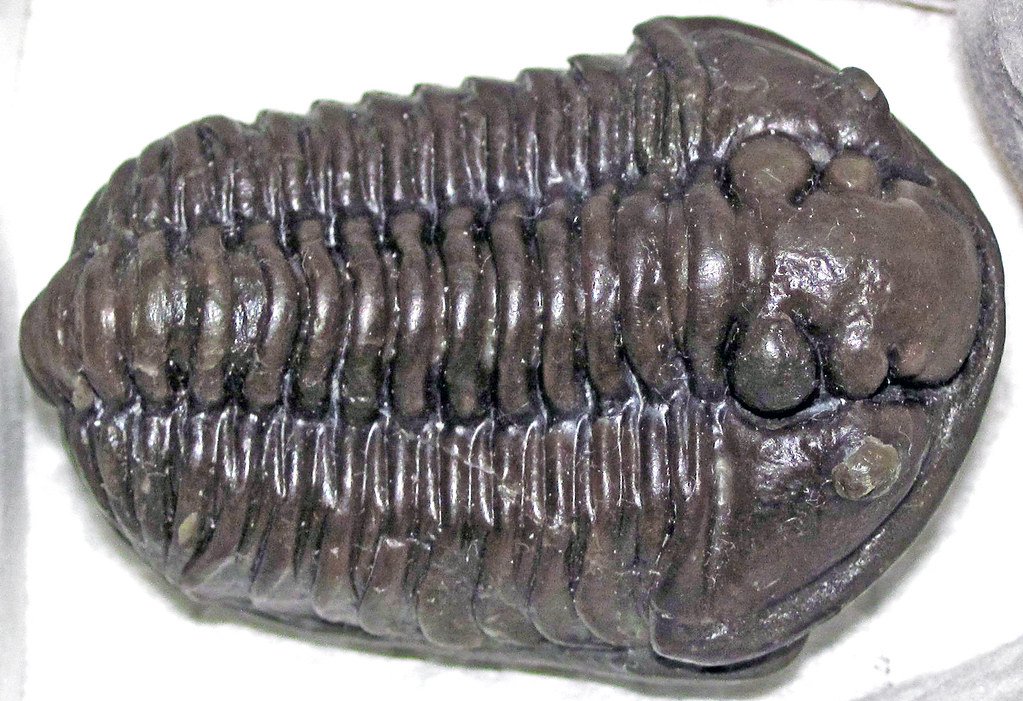 What the Burgess Shale Teaches Us About Extinction (image credits: flickr)
