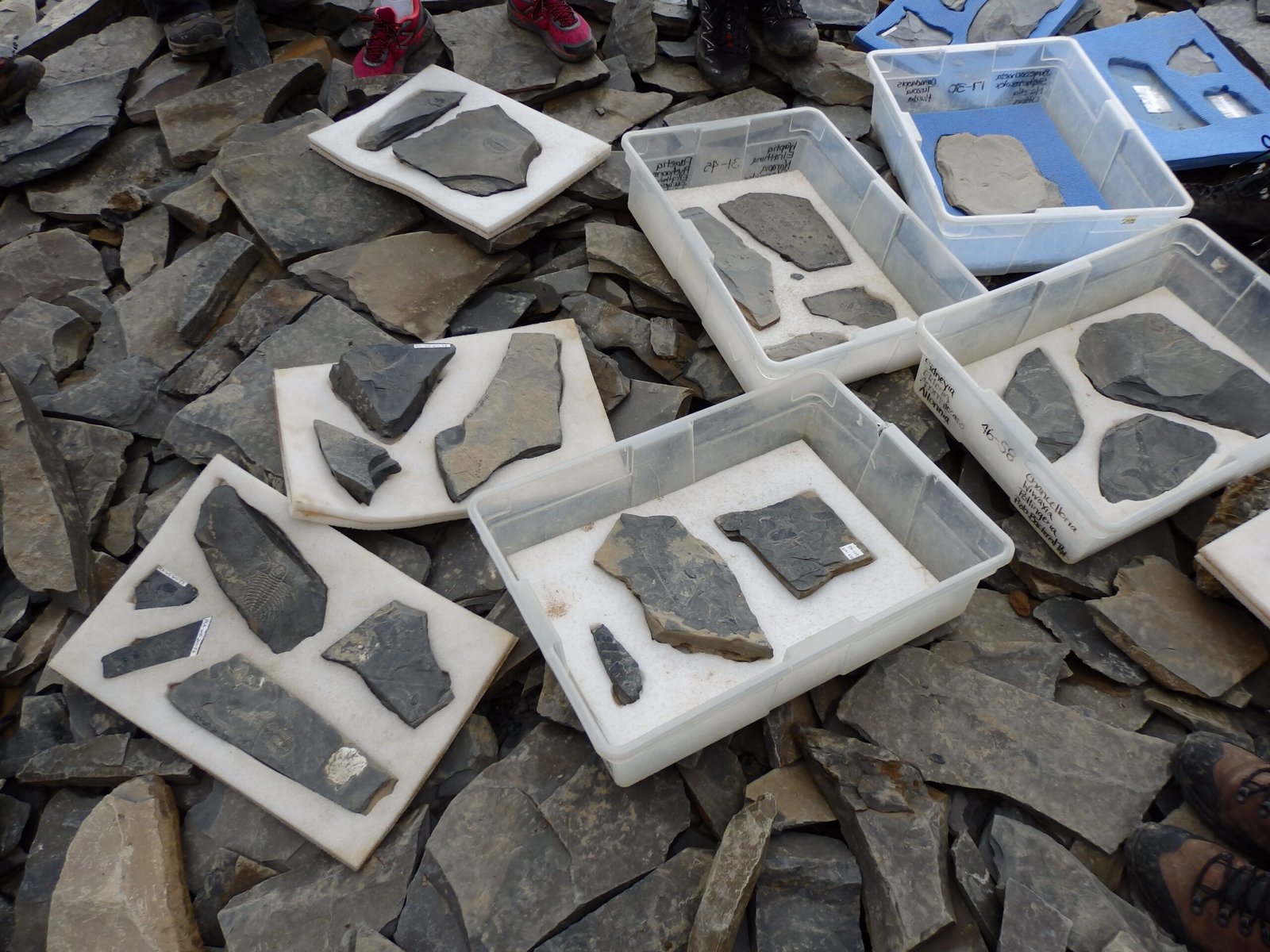 The Future of Burgess Shale Research (image credits: wikimedia)
