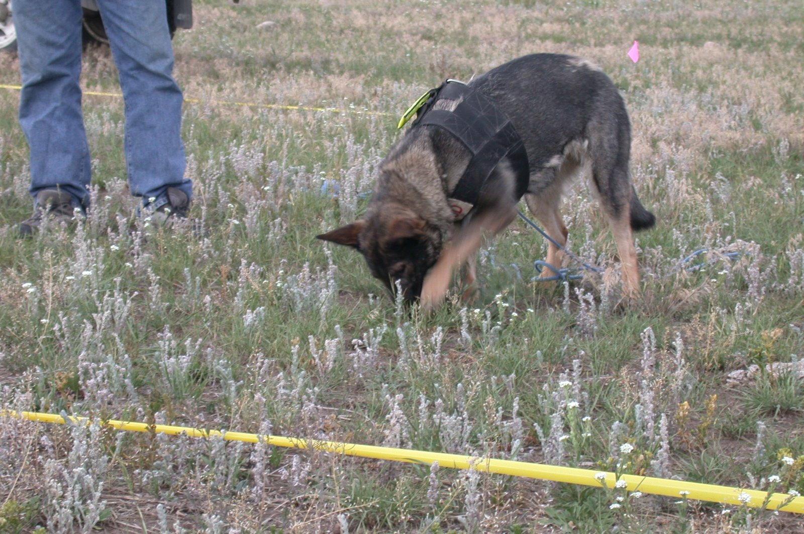 Comparing Dogs to Traditional Diagnostic Methods (image credits: wikimedia)