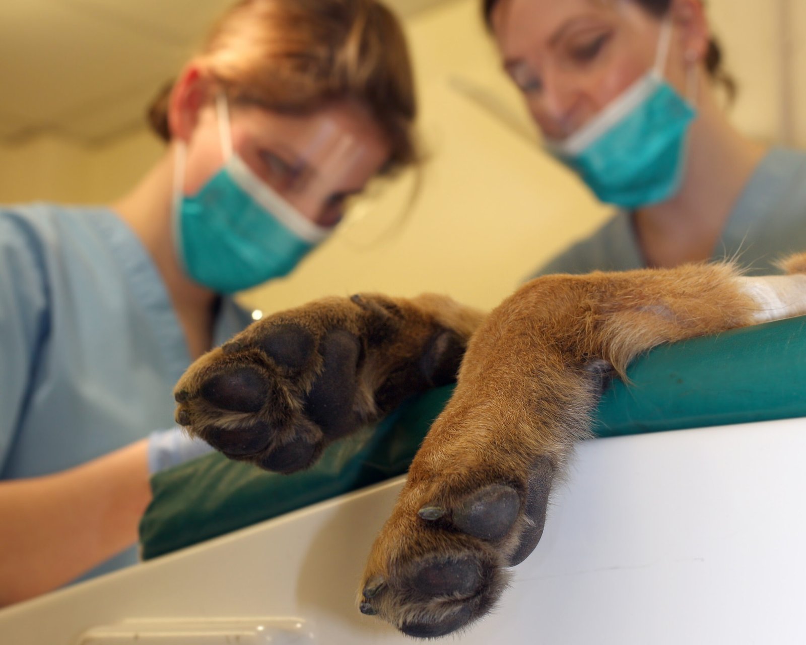 Ethical Considerations and Animal Welfare (image credits: wikimedia)