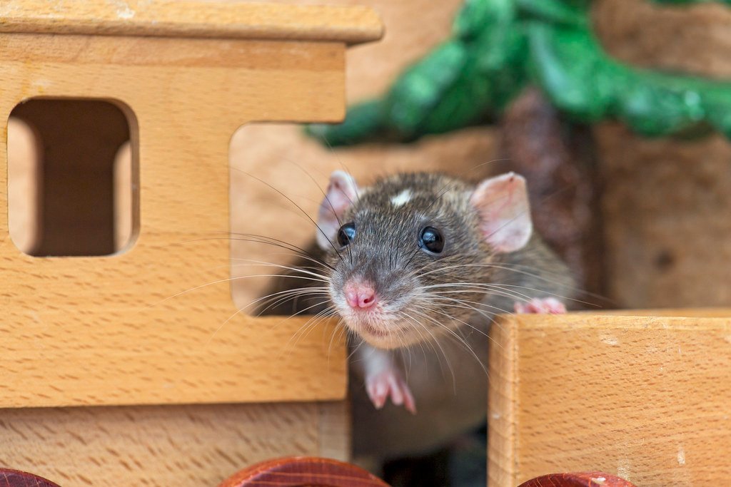 The Psychology of Rat Motivation (image credits: flickr)