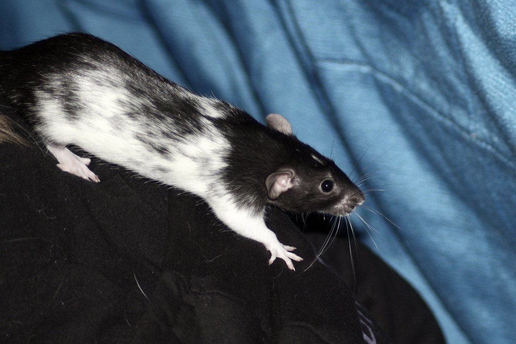 Overcoming Public Perception Challenges (image credits: flickr)