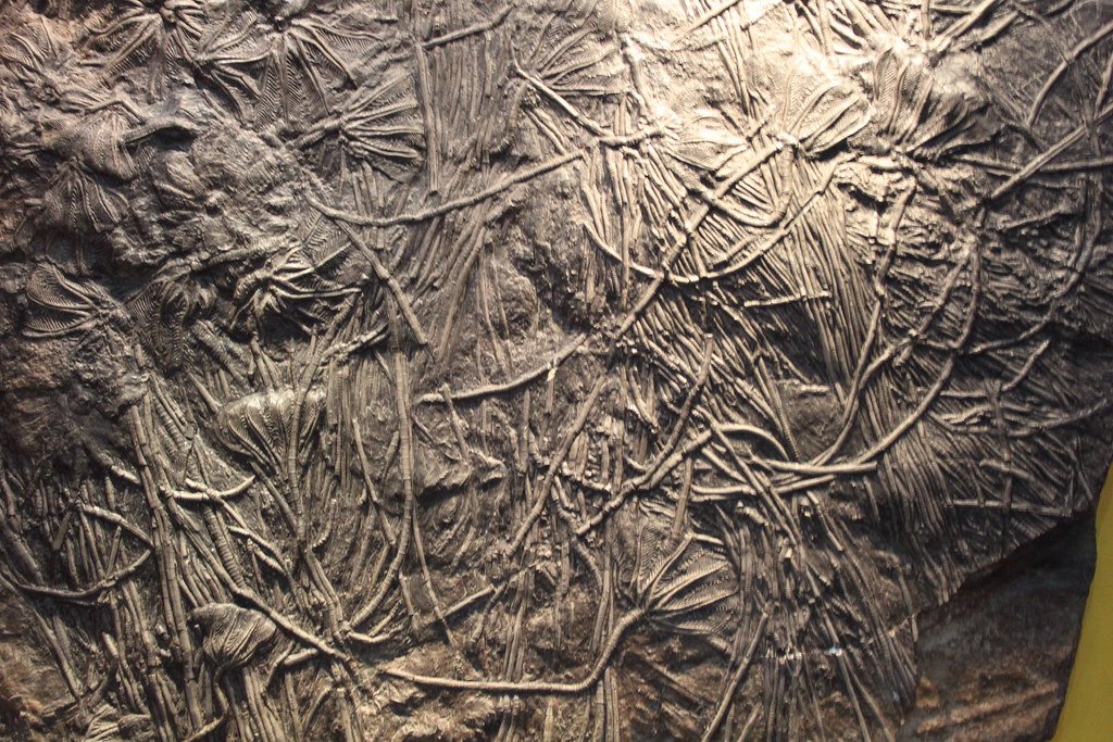 Meet the Real Culprits: Crinoid Fossils (image credits: flickr)