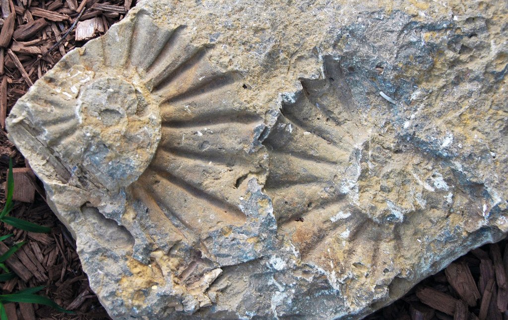 The Curious Case of Pyritized Fossils (image credits: flickr)