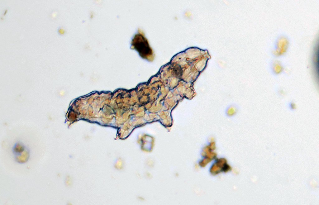 Tardigrades: The Microscopic Super-Heroes (image credits: flickr)