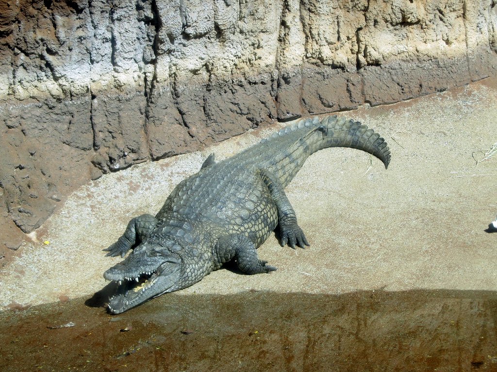 Crocodiles: Prehistoric Predators That Never Gave Up (image credits: flickr)