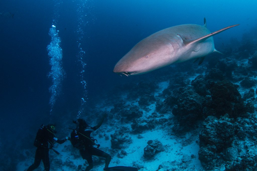 Sharks: Ocean's Ancient Guardians (image credits: flickr)