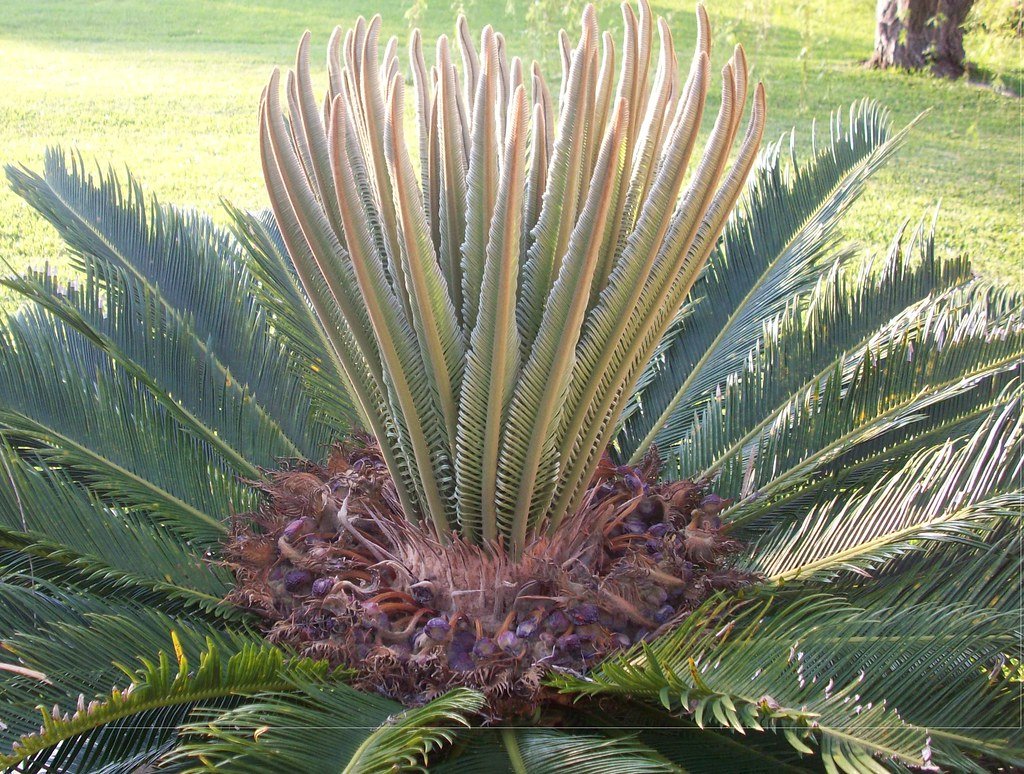 Cycads: Ancient Plants That Outlasted the Dinosaurs (image credits: flickr)