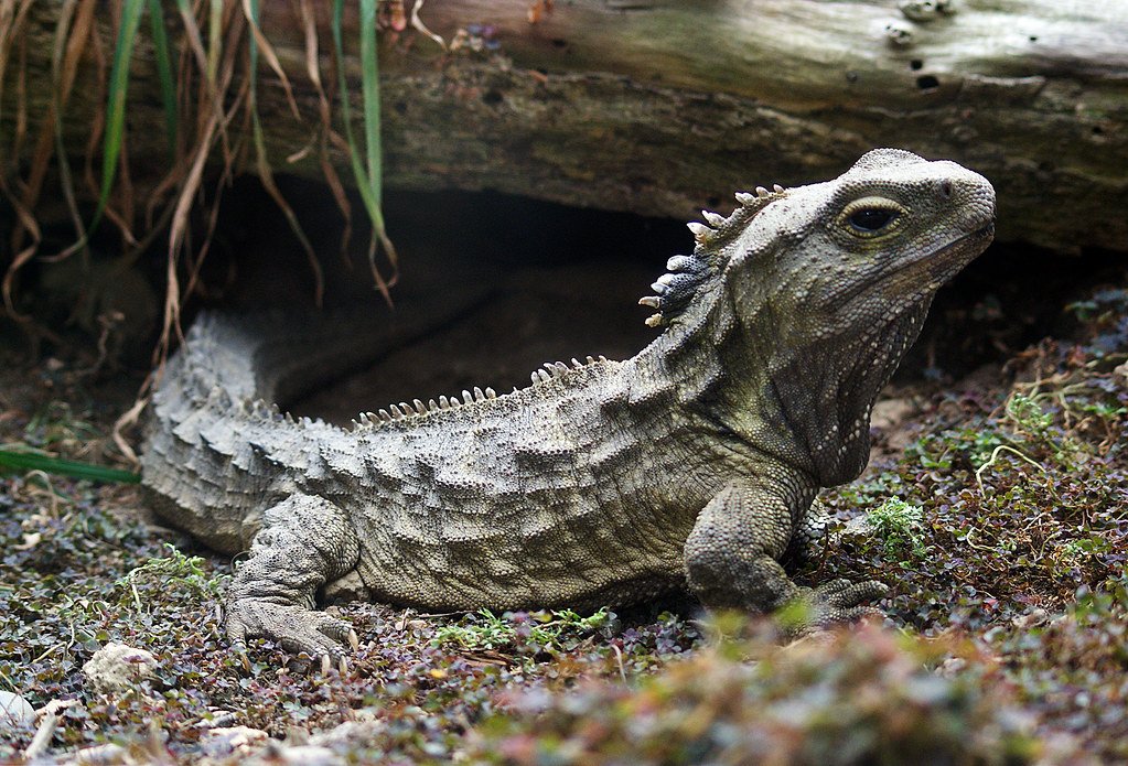 Tuatara: The Last of Their Kind (image credits: flickr)