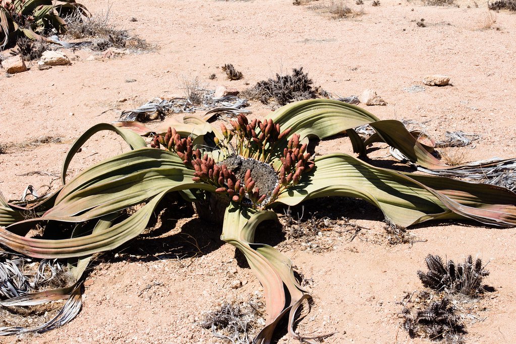 Welwitschia: The Desert's Immortal Plant (image credits: flickr)