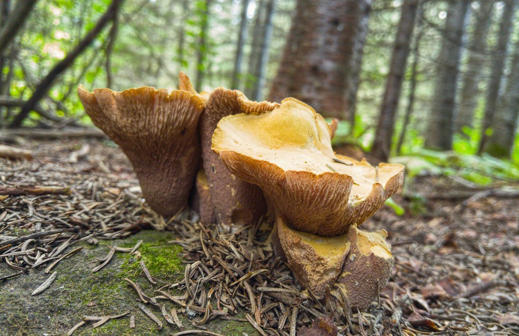 Disease Defense Networks (image credits: flickr)