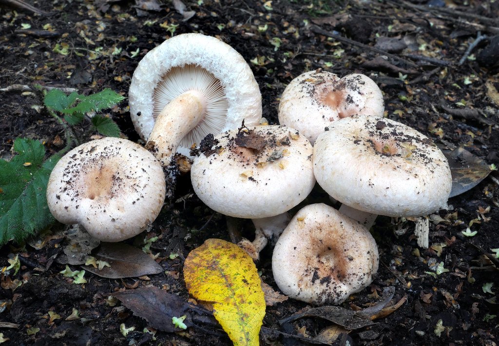 Heavy Metal Detoxifiers (image credits: flickr)