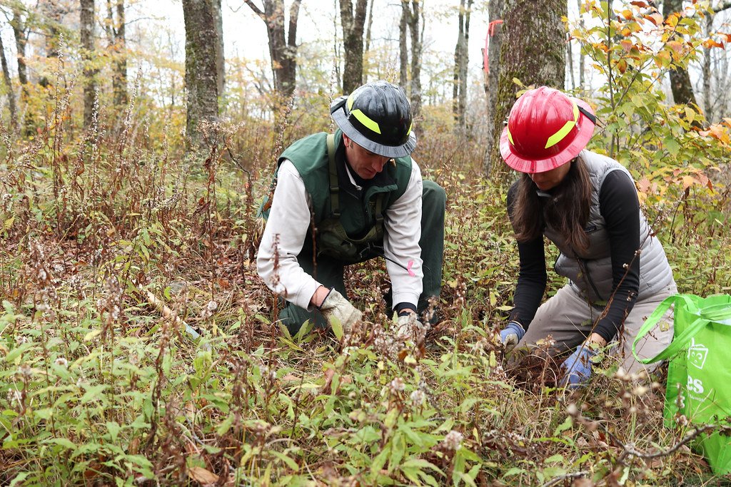 Seasonal Rhythm Keepers (image credits: flickr)